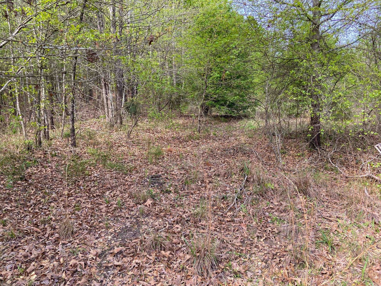 Farris 115 Timber: 00 CR 2215, Daingerfield, TX 75638